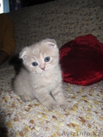 продам вислоухих котят - Изображение #1, Объявление #496635