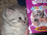 продаю кошечку с рекламы вискас скотиш страйт - Изображение #2, Объявление #496944