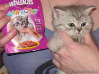 продаю кошечку с рекламы вискас скотиш страйт - Изображение #1, Объявление #496944