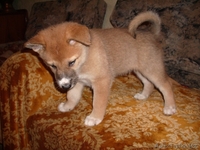 продаются щенки западносибирской лайки от рабочих родителей - Изображение #2, Объявление #487294