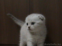 Вислоухие котятки с документами.  - Изображение #1, Объявление #503954