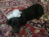 SOS Пропала собака-такса!!! - Изображение #1, Объявление #500977