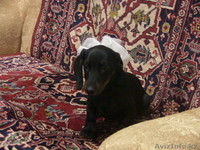 SOS Пропала собака-такса!!! - Изображение #2, Объявление #500977