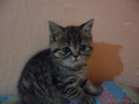 продам вислоухих котят - Изображение #3, Объявление #496635