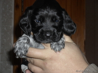 продам щенков русского спаниеля - Изображение #1, Объявление #507221