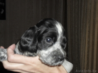 продам щенков русского спаниеля - Изображение #2, Объявление #507221