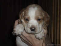 продам щенков русского спаниеля - Изображение #4, Объявление #507221