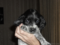 продам щенков русского спаниеля - Изображение #5, Объявление #507221