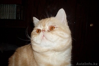 Кот экзот экстримал - Изображение #3, Объявление #489327