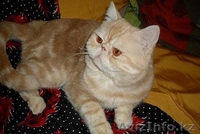 Кот экзот экстримал - Изображение #1, Объявление #489327