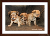 Щенки русского тоя "Из Лунной Сонаты" - Изображение #2, Объявление #530503