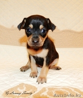 Той-терьерчики черно-подпалого и рыжего окрасов. - Изображение #2, Объявление #530498