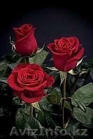 Цветы свежие по низким ценам! - Изображение #1, Объявление #527682