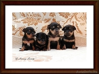 Щенки русского тоя "Из Лунной Сонаты" - Изображение #1, Объявление #530503