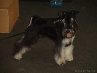 Щенка Цвергшнауцера - Изображение #1, Объявление #529220