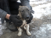 щенки продам новая порода карликовый пит-буль - Изображение #2, Объявление #532926