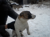 щенки продам новая порода карликовый пит-буль - Изображение #1, Объявление #532926