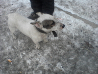 щенки продам новая порода карликовый пит-буль - Изображение #3, Объявление #532926