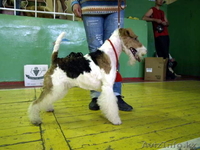  Фокстерьера щенки гладкие и ж/ - Изображение #1, Объявление #531487