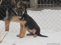 предлагаю нем-кую овчарку - Изображение #3, Объявление #558401