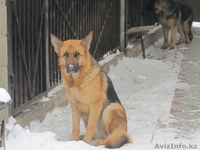 предлагаю нем-кую овчарку - Изображение #1, Объявление #558401