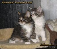 Кошки породы Мейн Кун от титулованных производителей - Изображение #2, Объявление #534489