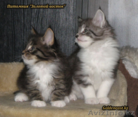 Кошки породы Мейн Кун от титулованных производителей - Изображение #6, Объявление #534489