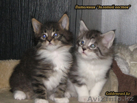 Кошки породы Мейн Кун от титулованных производителей - Изображение #3, Объявление #534489