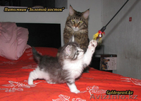 Кошки породы Мейн Кун от титулованных производителей - Изображение #4, Объявление #534489