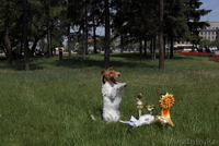  Фокстерьера щенки гладкие и ж/ - Изображение #3, Объявление #531487