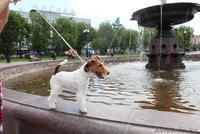  Фокстерьера щенки гладкие и ж/ - Изображение #4, Объявление #531487