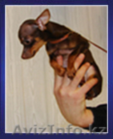 Той терьер шоу класса - Изображение #1, Объявление #558086