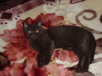 Выставочная кошечка породы скоттиш страйт !!!! - Изображение #1, Объявление #540908