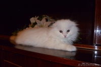 Продам котят Скотиш фолд - Изображение #1, Объявление #533513