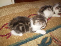 курильский бобтейл - Изображение #3, Объявление #24633