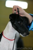  Фокстерьера щенки гладкие и ж/ - Изображение #2, Объявление #531487