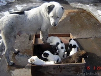 Алабай (среднеазиатская овчарка) - Изображение #1, Объявление #581542