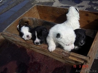 Алабай (среднеазиатская овчарка) - Изображение #2, Объявление #581542