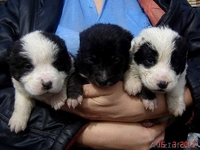 Алабай (среднеазиатская овчарка) - Изображение #3, Объявление #581542