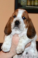 Продаются щенки бассет хаунда - Изображение #1, Объявление #602809