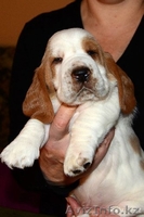 Продаются щенки бассет хаунда - Изображение #2, Объявление #602809