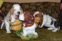 Продаются щенки бассет хаунда - Изображение #3, Объявление #602809