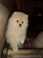 Продам щенков шпица - Изображение #1, Объявление #599738