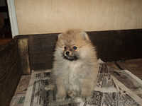 Продам щенков шпица - Изображение #3, Объявление #599738