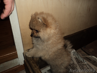 Продам щенков шпица - Изображение #4, Объявление #599738