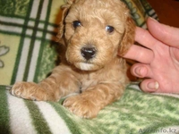 Пуделя щенков  с документами - Изображение #1, Объявление #563292