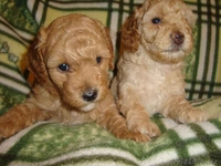 Пуделя щенков  с документами - Изображение #2, Объявление #563292