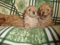 Пуделя щенков  с документами - Изображение #3, Объявление #563292