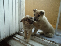 ищу дом для щенят - Изображение #1, Объявление #564328