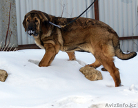 Испанский мастиф, щенки 5 мес. - Изображение #1, Объявление #599017